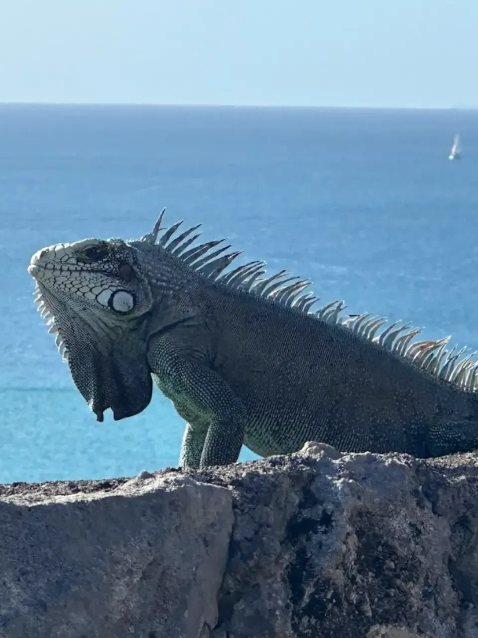 10 Unique Islands in a Top Caribbean Cruise 16