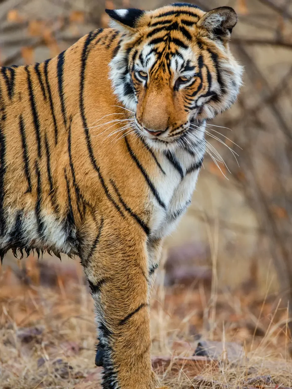India – Thailand 7